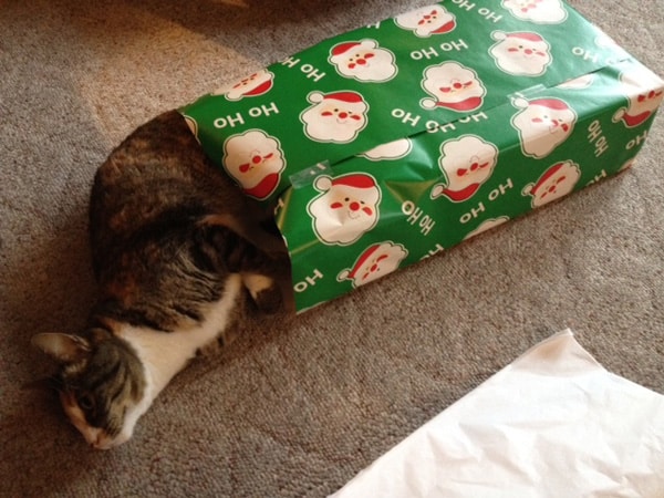 Image result for cats and wrapped christmas gifts