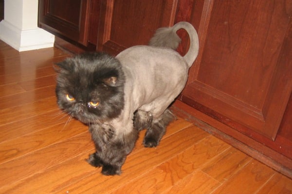 Cat persian shaved