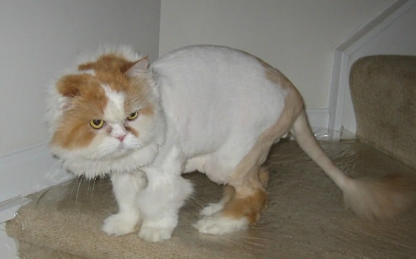 Cat persian shaved