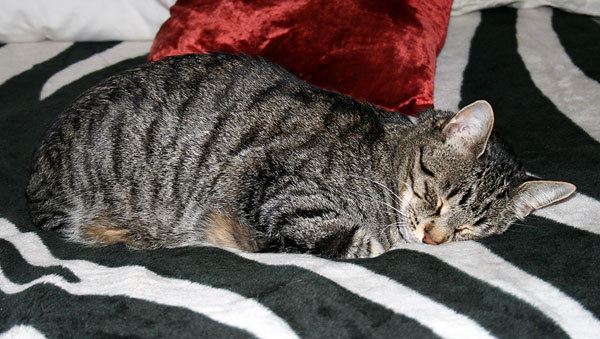 my sleeps against me a letter to my cat catster my sleeps against me a letter to my cat catster