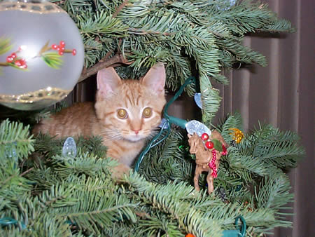 what does catnip do to dogs tree climbing derby catster what does catnip do to dogs tree climbing derby catster