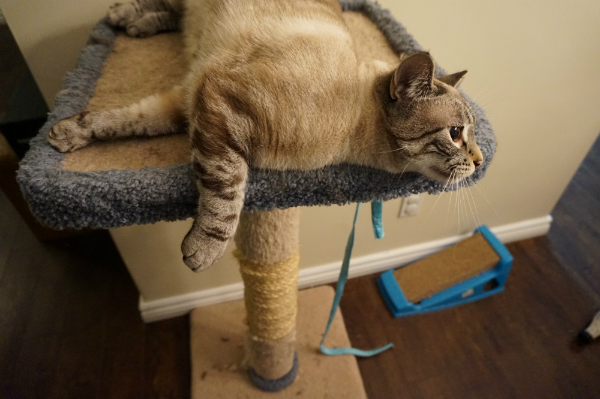 How To Make My Cat Less Active At Night How To Make My Cat Less Active At Night