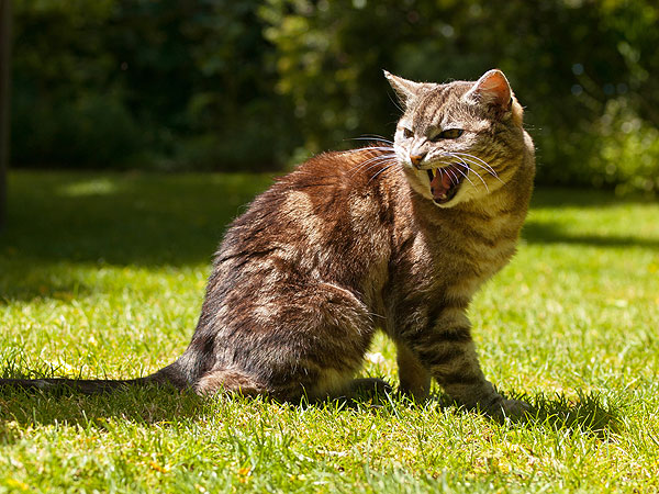 Can Cats Get ‘Roid Rage? Catster