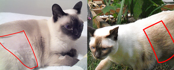 Siamese cat in sales heat