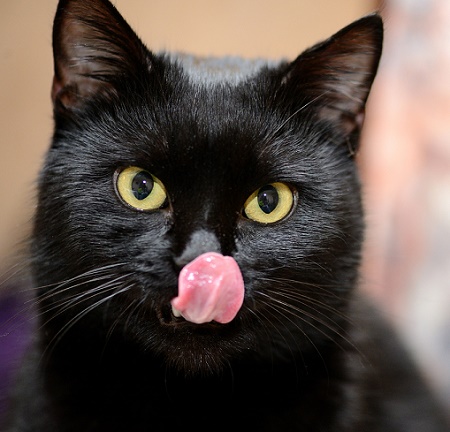 cat behaviour