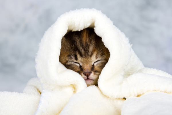 cat toy under blanket