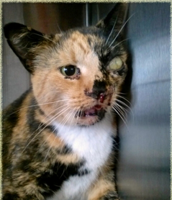 butterball the cat was but is learning to trust pet caretaker