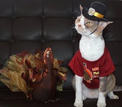 Image result for cats in thanksgiving costumes