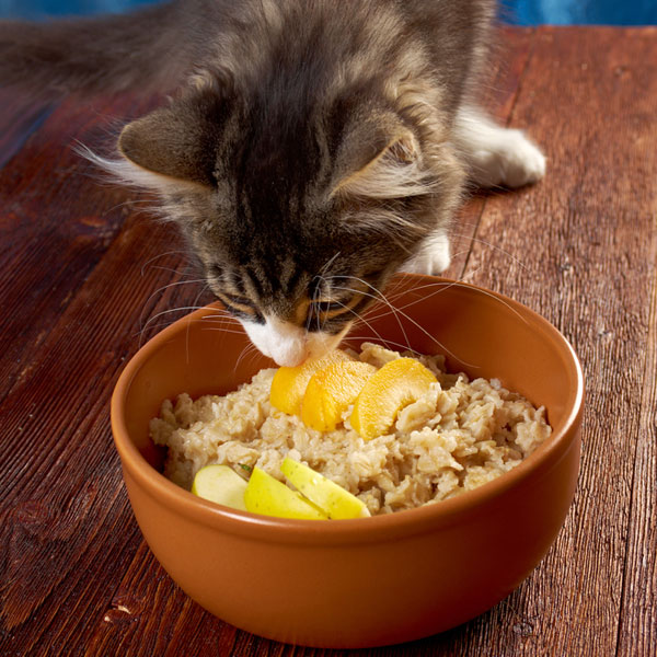 What foods do house cats eat?