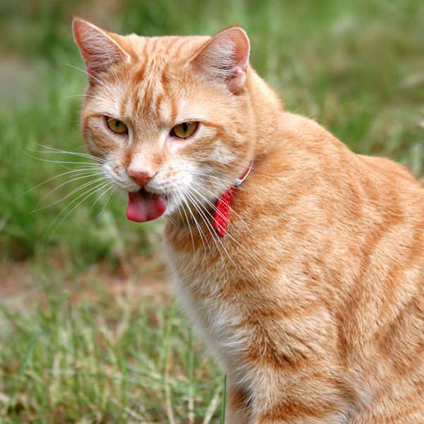 can dogs eat granola can cats eat granola bars catster can dogs eat granola can cats eat granola bars catster