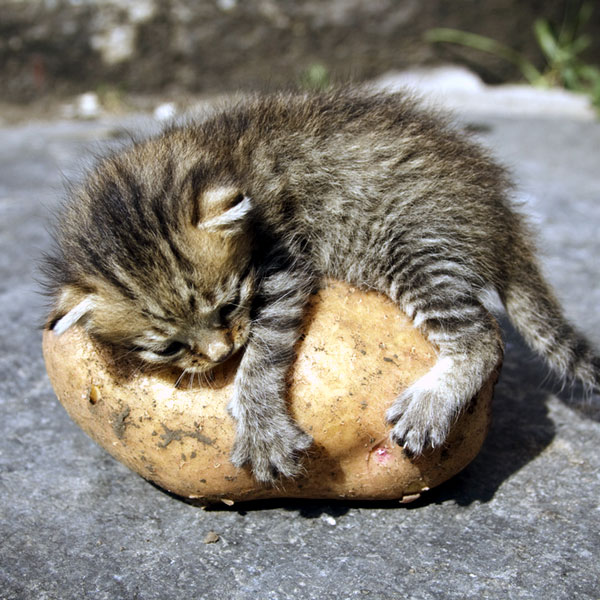 Can Cats Eat Potatoes How About Sweet Potatoes Catster Can Cats Eat Potatoes How About Sweet Potatoes Catster
