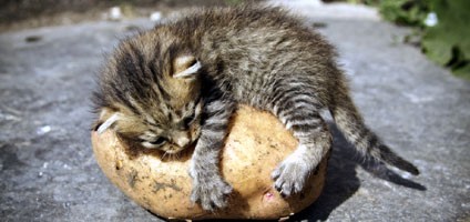 Can Cats Eat Potatoes? How About Sweet Potatoes? - Catster