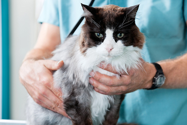 http://www.catster.com/wp-content/uploads/2015/06/cat-back-room-tuxedo-exam.jpg