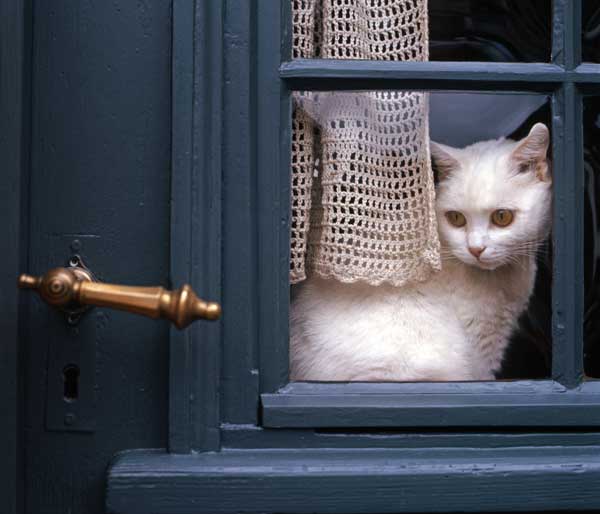 5 Ways to Stop Your Cat from Falling Out of a Window Catster