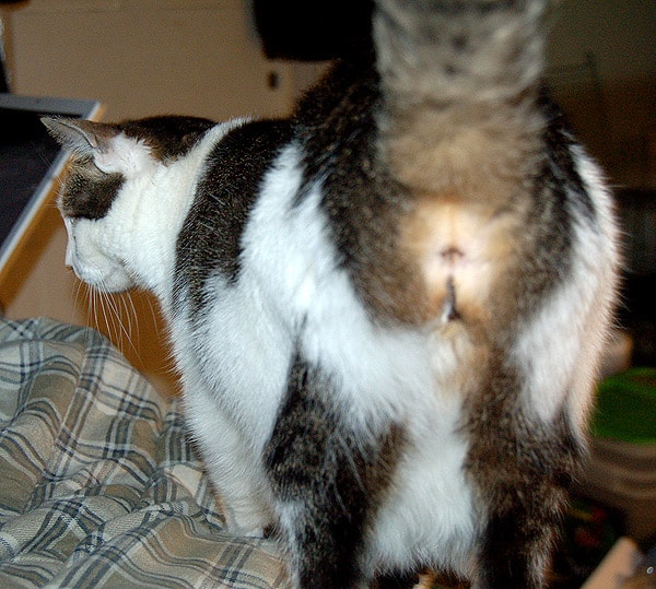 Cat S Butt 11