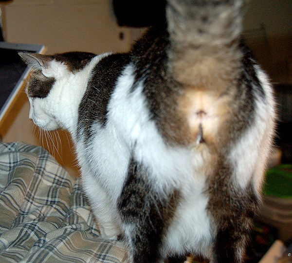 Kitten Butt 26