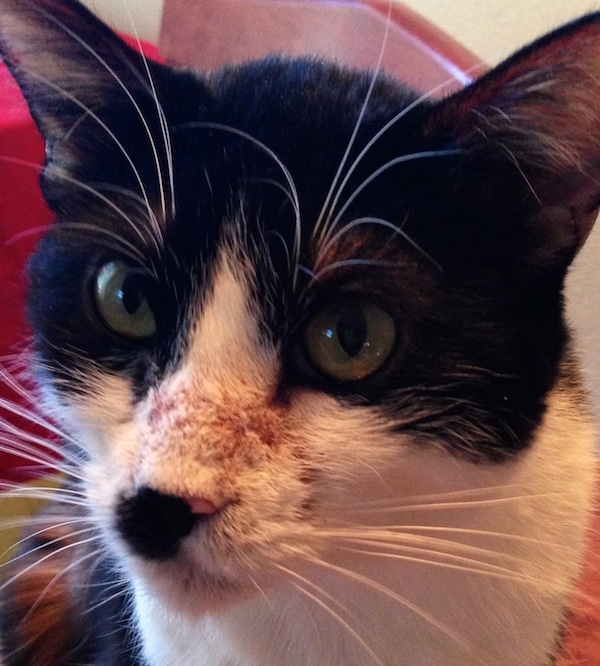 File:Demodex01.jpg - Cat