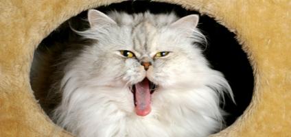 Four Things My Cat Has Destroyed - Catster