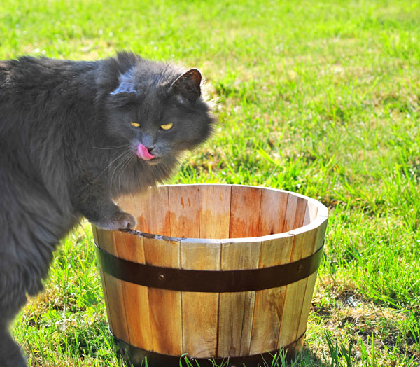 Can Cats Drink Chicken Broth Can Cats Drink Chicken Broth