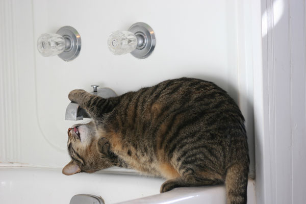Cat Drinking Water And Not Peeing Cat Drinking Water And Not Peeing