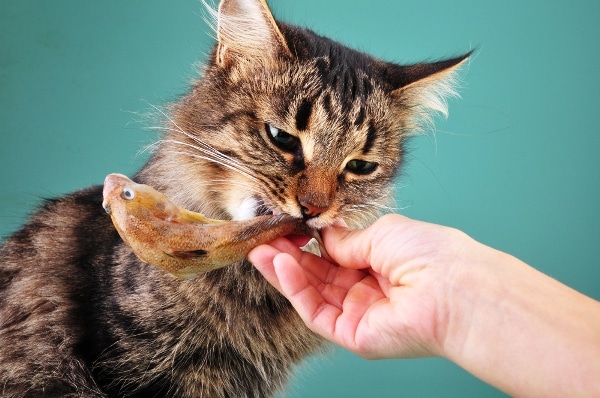 What to Do When Your Cat Gets Fussy About Eating Catster