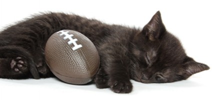 cat-football-hero.jpg