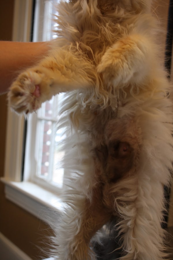 Why Do Cats Groom Their Owners Hair Why Do Cats Groom Their Owners Hair