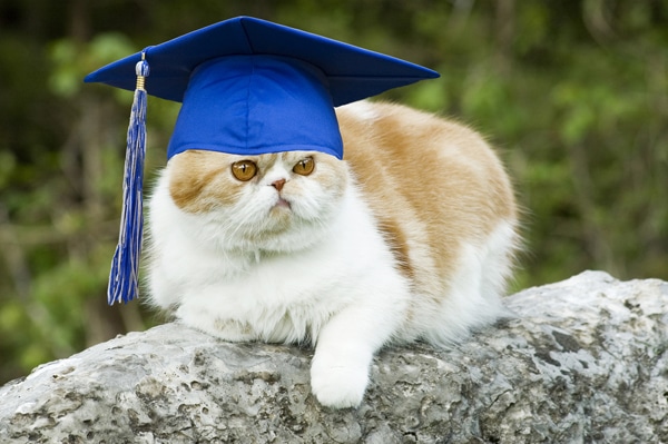 graduation autograph cat
