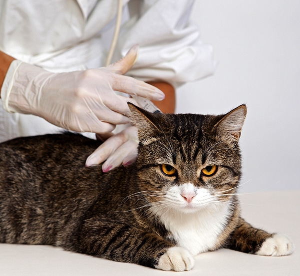 What Are Titers? Can They Show What Vaccinations a Cat Needs? Catster
