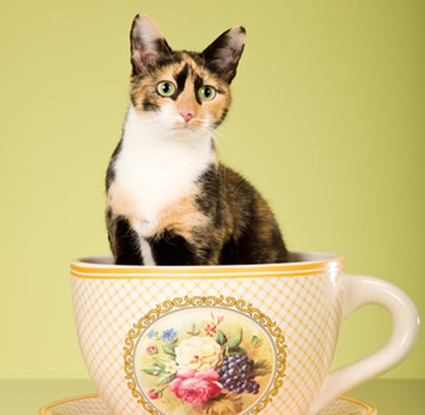 jelly cat jobs