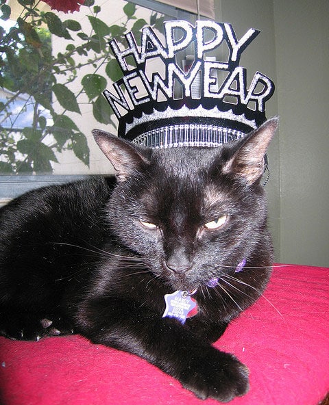 Image result for happy new year cat