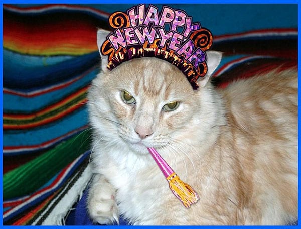 new year cat images happy mew year 10 cats in new year s hats catster new year cat images happy mew year 10 cats in new year s hats catster
