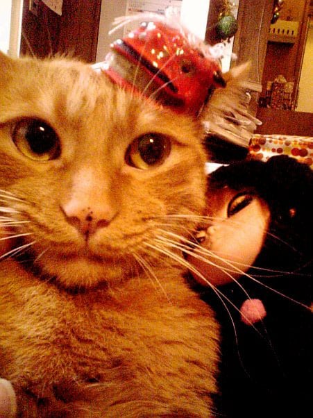 new year cat images happy mew year 10 cats in new year s hats catster new year cat images happy mew year 10 cats in new year s hats catster