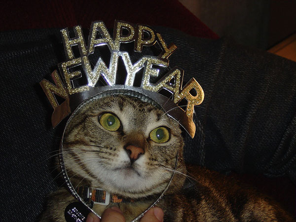 new year cat images happy mew year 10 cats in new year s hats catster new year cat images happy mew year 10 cats in new year s hats catster