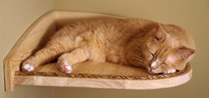 Natural Treatment For Fading Kitten Syndrome Natural Treatment For Fading Kitten Syndrome