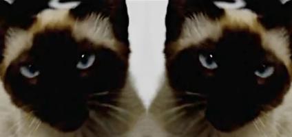 Game Of Thrones Cat Singing Theme Song Game Of Thrones Cat Singing Theme Song