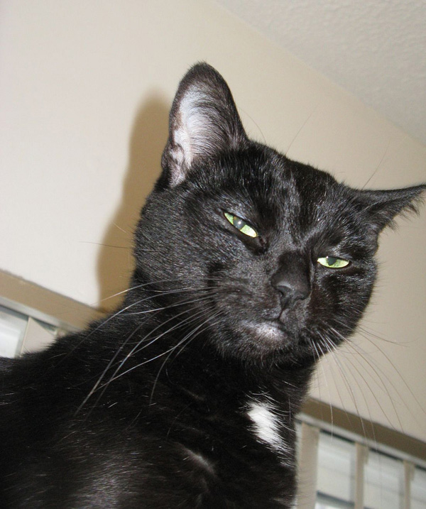 Is It Ok To Change Cat Food Is It Ok To Change Cat Food