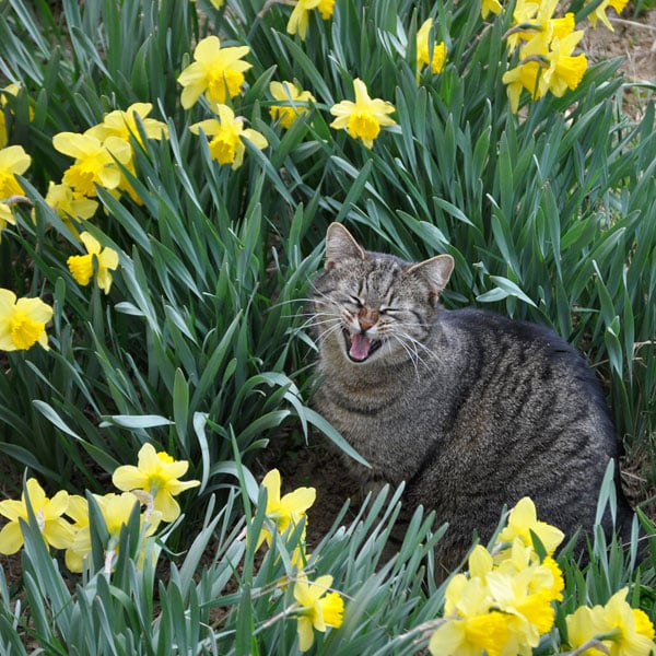 What are some common causes of feline sneezing?