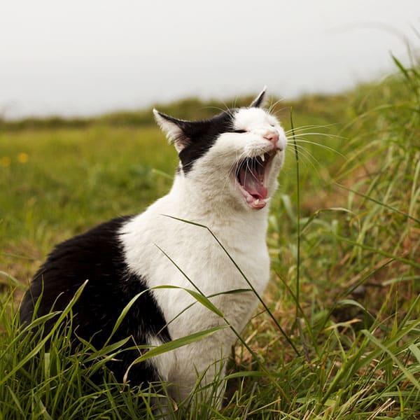 What are some common causes of feline sneezing?