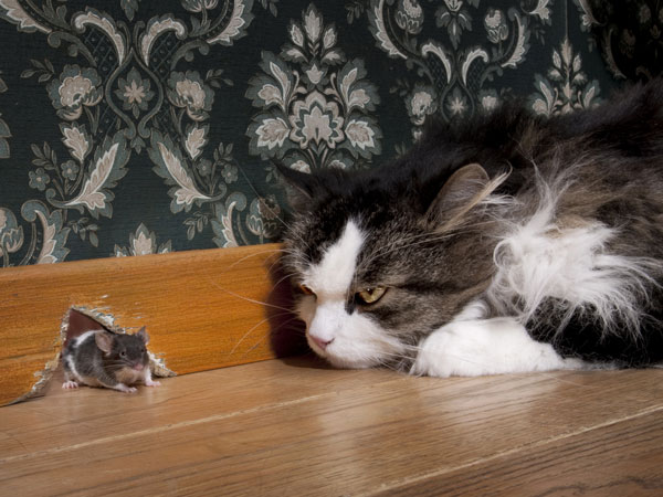 cat-stalks-mouse.jpg