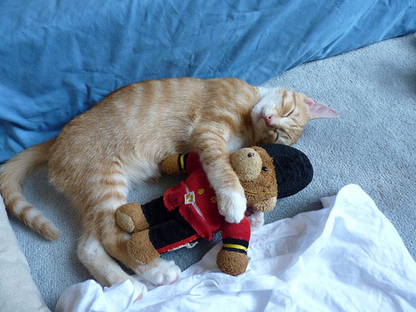 teddy bear with cat