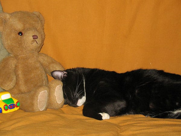 teddy bear with cat