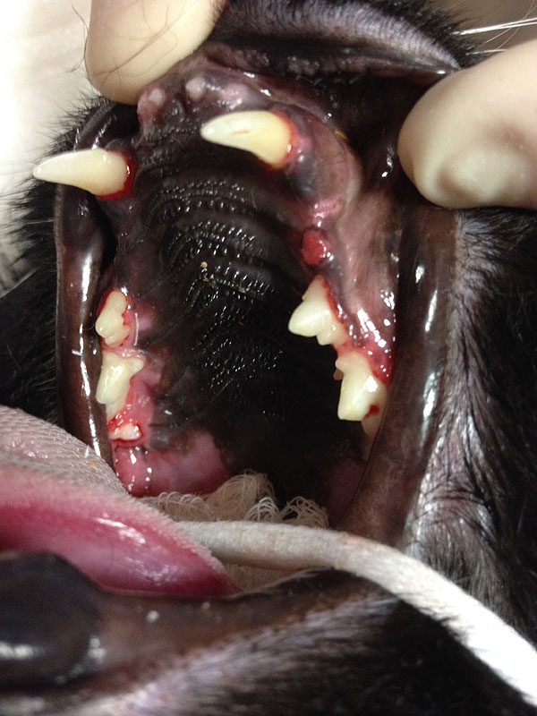Cats Don’t Get Cavities? Get the Facts on Tooth Resorption Catster