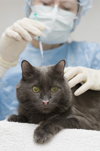 38 HQ Photos What Vaccines Do Kittens Need How Do You Know If a Cat
