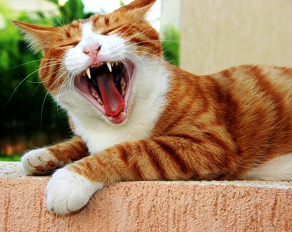 Cat Breathing With Mouth Open 63
