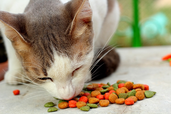 Cat Is Not Eating Normally After Diet Binge