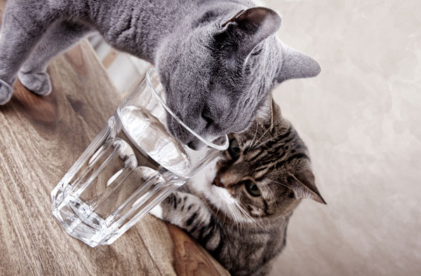 10 Ways to Make Sure Your Cats Drink More Water Catster