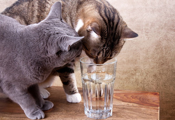cats-drink-water.jpg