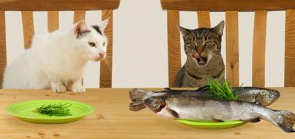 Fish Cat Food