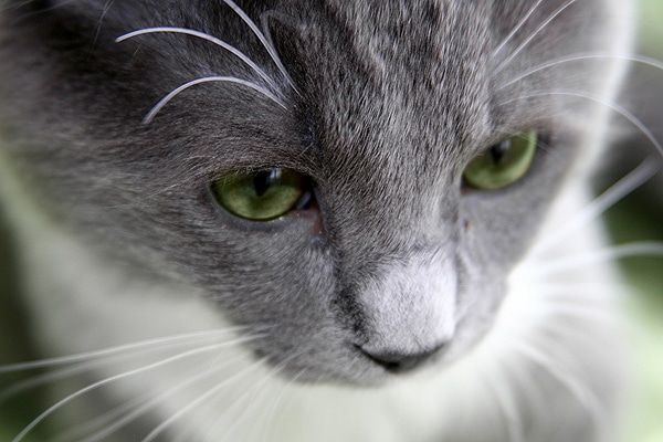 can i euthanize my own what s euthanasia like for a vet it only gets more difficult catster can i euthanize my own what s euthanasia like for a vet it only gets more difficult catster